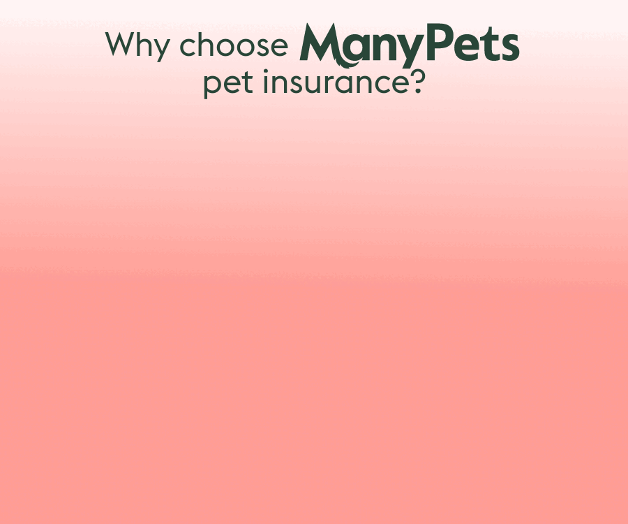 ManyPets insurance MPU