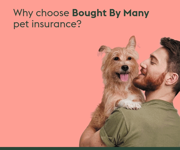Bought by many pet insurance