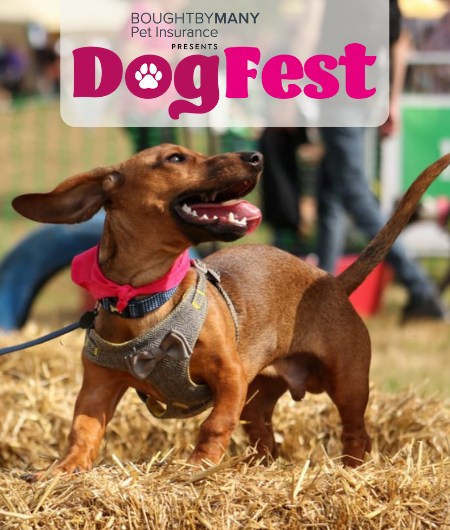 Dogfest mobile image