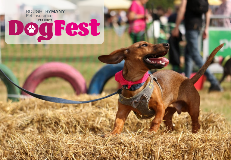 Dogfest tablet image