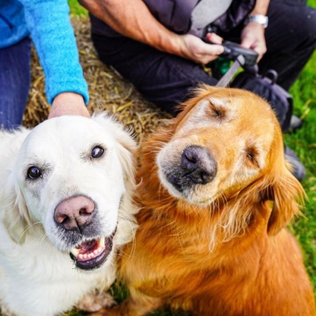 DogFest Breed Meet-Ups