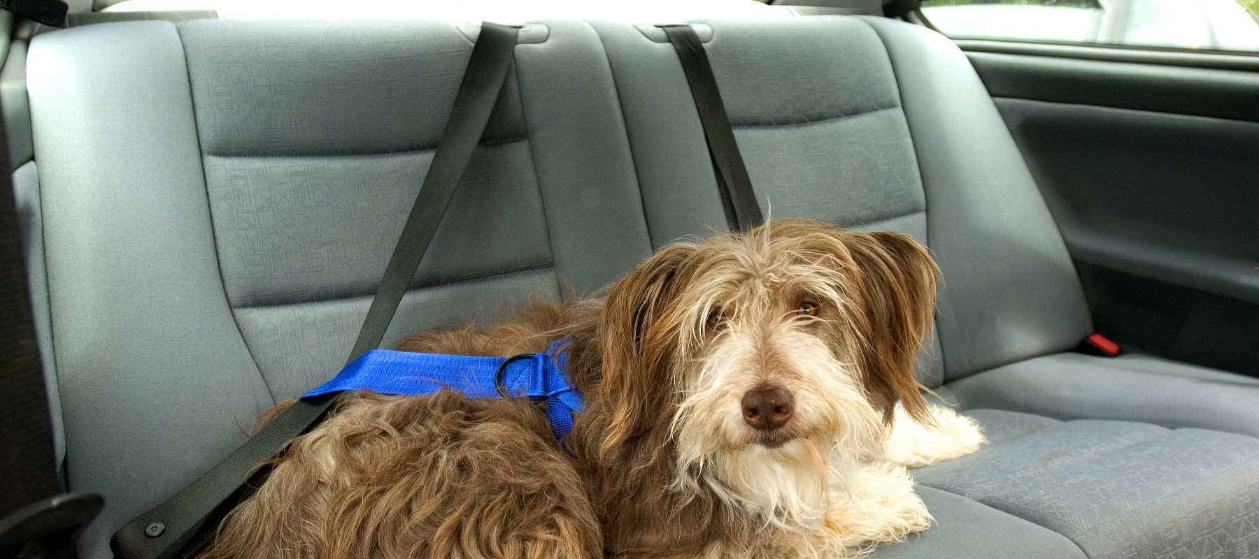 TRAVEL SAFETY WITH PETS FROM PDSA image