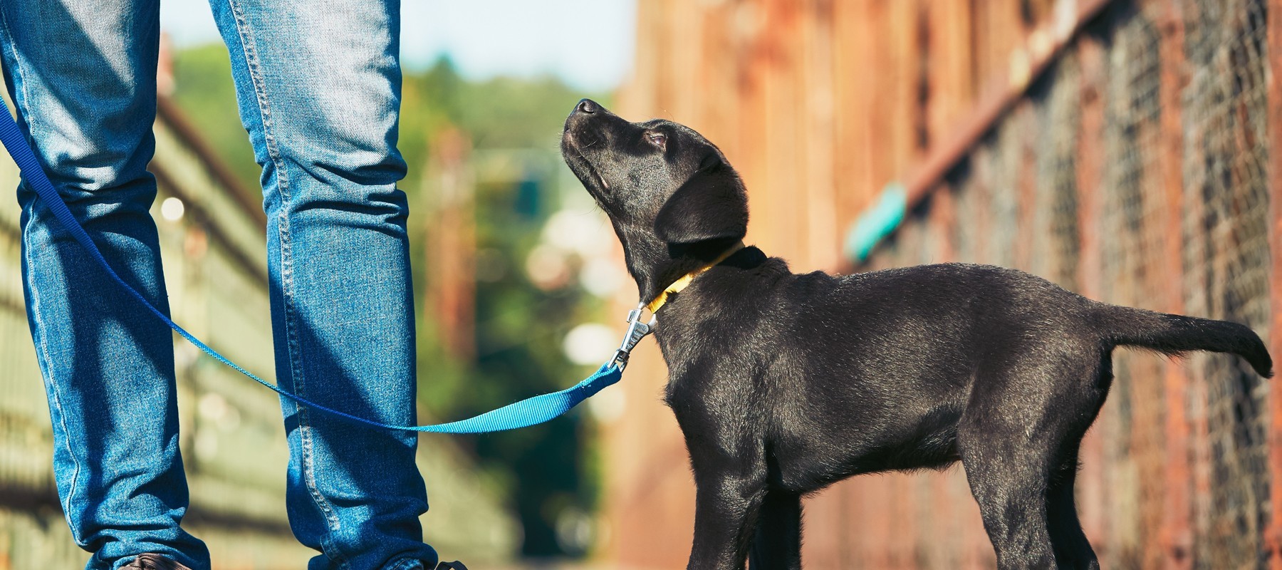 When to take your puppy for their first walk image