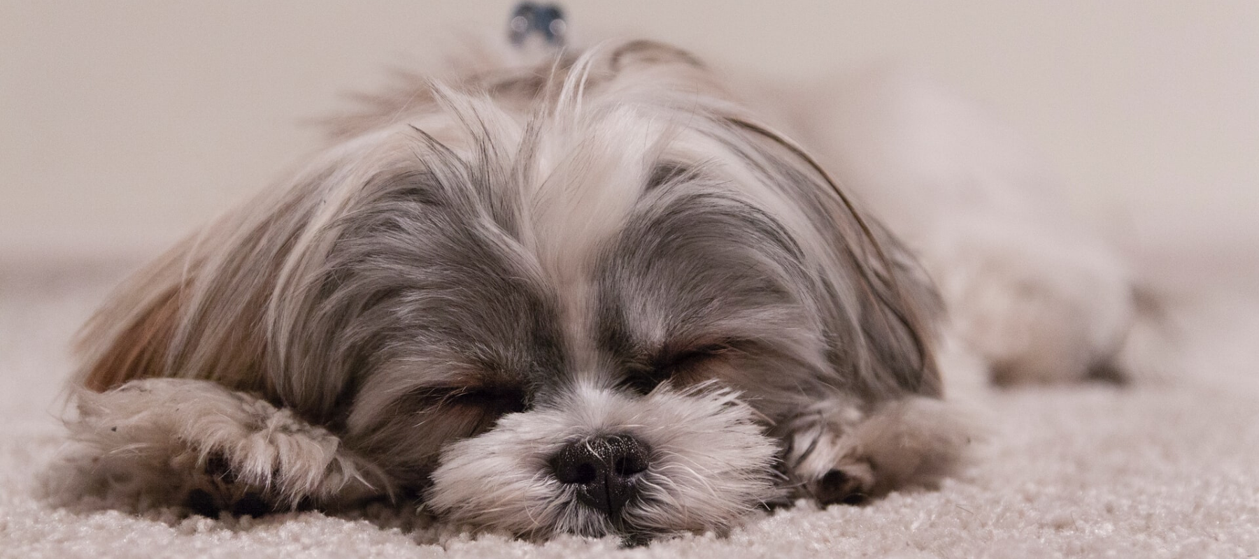 The Importance of Sleep for Dogs  image