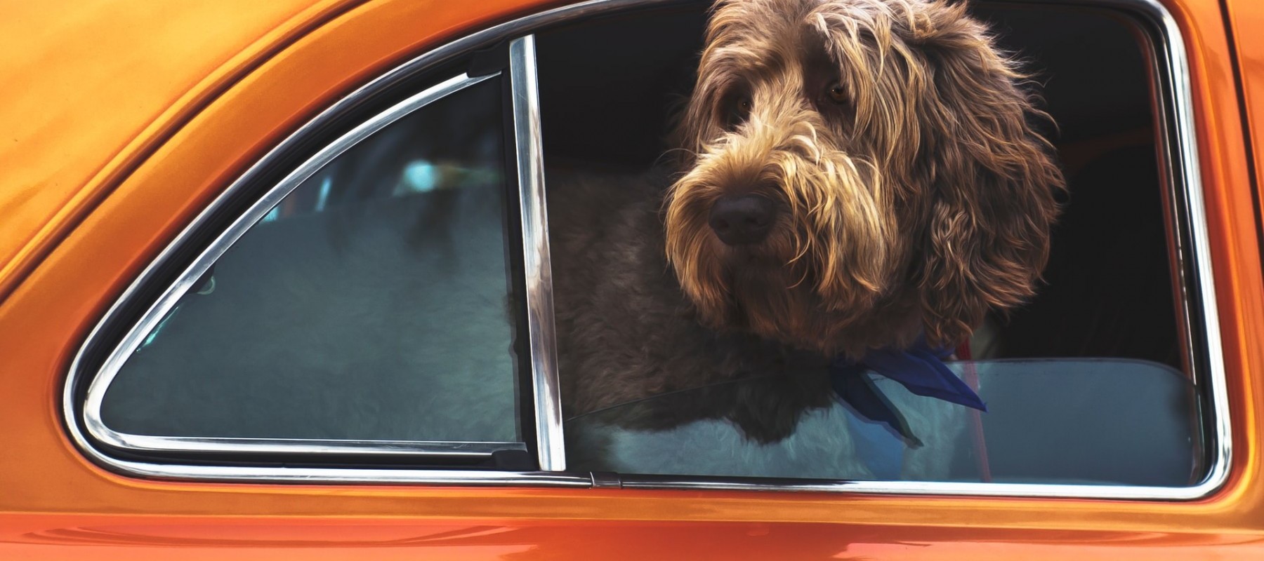 Dogs in Hot Cars - Not long is too long image