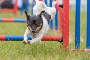 agility at dogfest