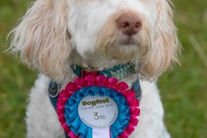 the fun dog show at dogfest