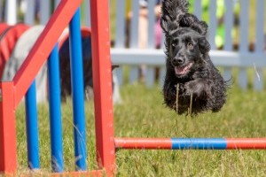 agility at dogfest
